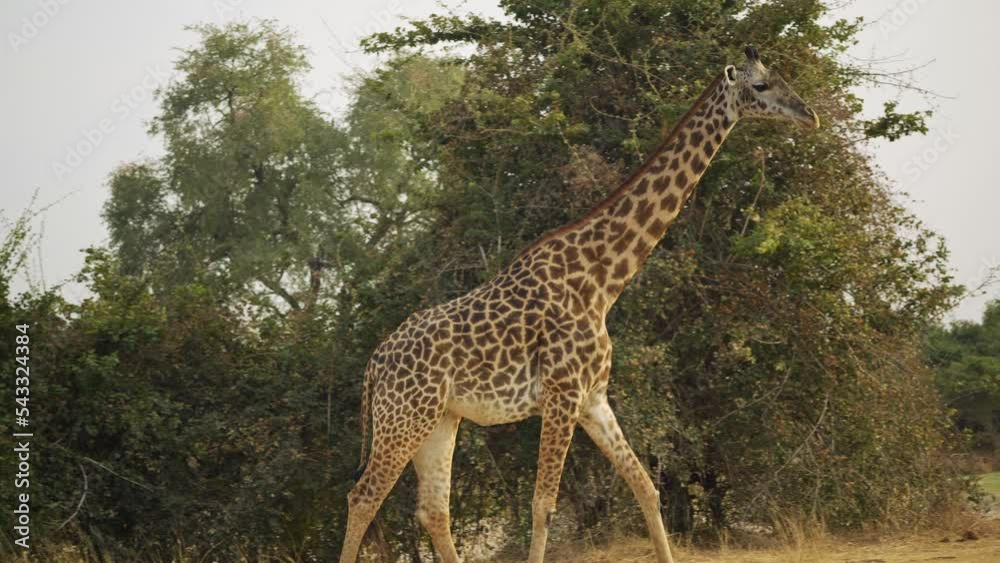 Incredible close-up of a beautiful wild giraffe in the real African savannah. Incredible close-up of a beautiful wild giraffe in the real African savannah.