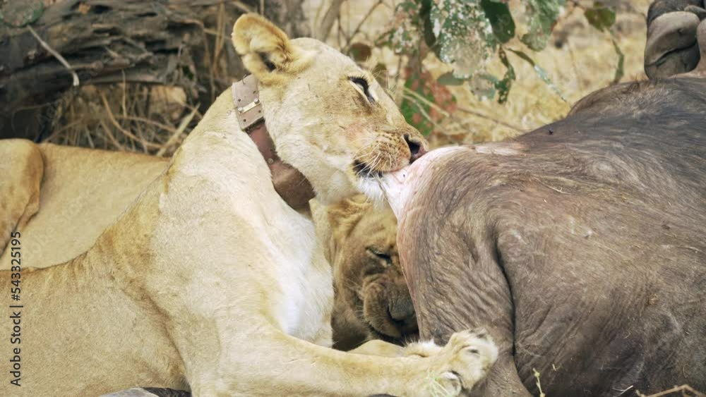 Incredible close-up of a group of lionesses eating a freshly killed African buffalo. One of the best wild hunting scenes in the real African savannah. Incredible close-up of a group of lionesses eating a freshly killed African buffalo. One of the best wild hunting scenes in the real African savannah.