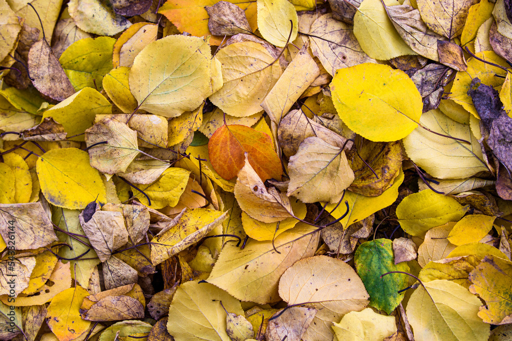 Autumn fallen leaves of trees on the ground, texture of fallen leaves, autumn landscape Autumn fallen leaves of trees on the ground, texture of fallen leaves, autumn landscape