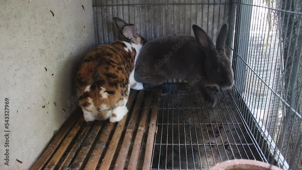 Video „Closeup video of an adult rabbit. The process of mating in a