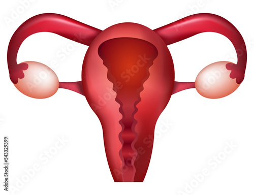 Female uterus in 3D on a white isolate. Bulk uterus stock vector illustration in EPS10. The concept of women's health, fertility, gynecology, critical days.