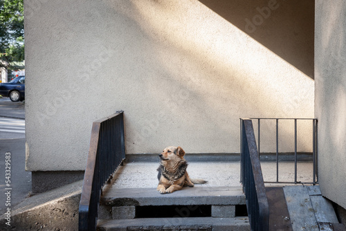 Photogenic stray dog posing and lounding in a street of Arandjelovac, Serbia. Also called lutalica, these dogs are heavily present in Balkans and Serbia.... photo