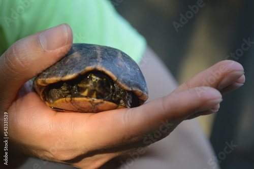 Turtle in hands endangered saved and protected 