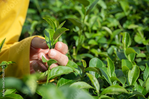 Farmer hand trying to picking tea leaf in tea plantation field.