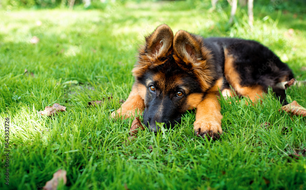 German shepherd dog lying on green grass on a blurred background of the yard. Puppies are 3 months old. The dog laid its head near its paws on the grass. The photo is blurred. German shepherd dog lying on green grass on a blurred background of the yard. Puppies are 3 months old. The dog laid its head near its paws on the grass. The photo is blurred.