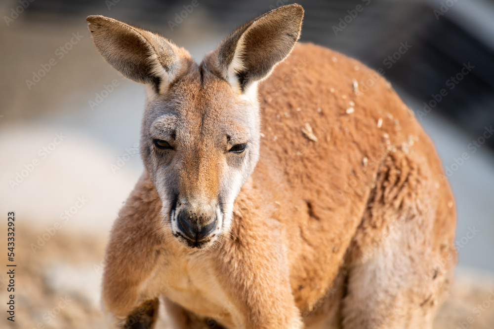 Male kangaroo close up portrait. Australian wildlife marsupial animals. Selective focus, copy space for text Male kangaroo close up portrait. Australian wildlife marsupial animals. Selective focus, copy space for text