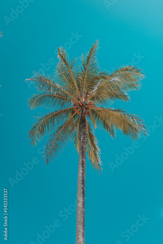 palm tree on blue background