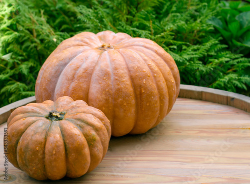 Ripe pumpkins on  wooden background. Harvesting vegetables. Beautiful autumn still life.