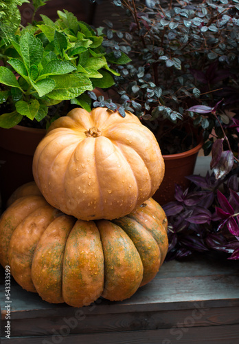 Ripe pumpkins on  wooden background. Harvesting vegetables. Beautiful autumn still life.