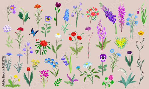 Wild flowers, seamless pattern. Meadow plants.