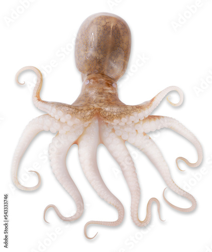 Fresh Octopus Squid isolated on white background, Fresh Octopus on white background with work path.