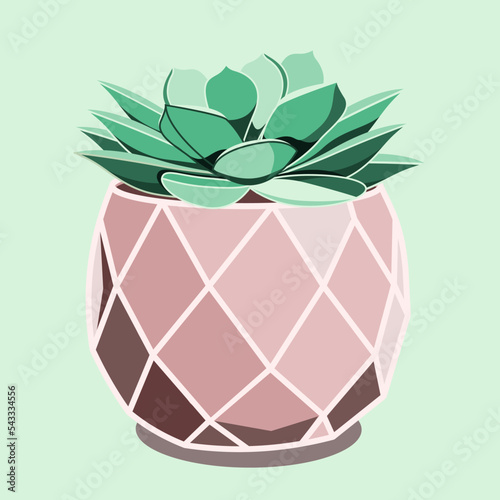 Echeveria succulent in ceramic pot in flat technique vector illustration	