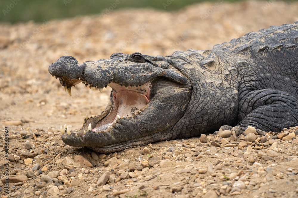 Fototapeta premium Muggar Crocodile with Open Mouth
