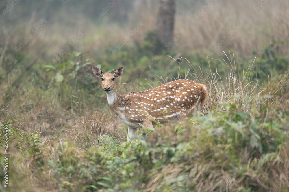 Spotted Deer in Jungle Grass Spotted Deer in Jungle Grass