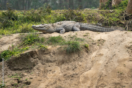 Muggar Crocodile on Riverbank