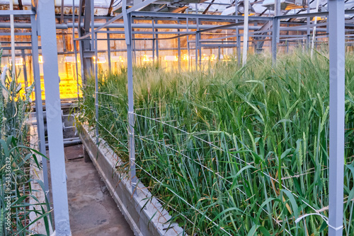 greenhouse