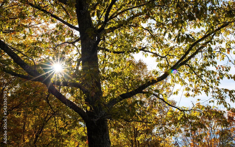 Obraz premium autumn leaves in the sun