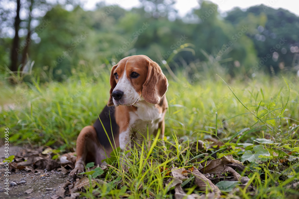 Beagle dogs look for something during sit on the green grass in the park .