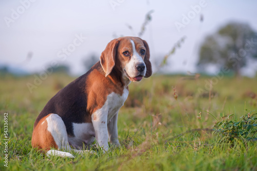 Portrait of an adorable beagle dog while sitting on the green grass.