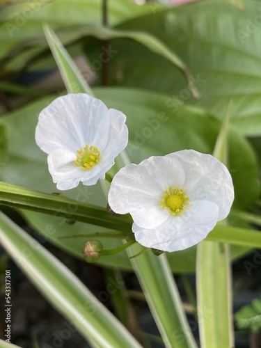 white echinodosus cordifolius flower in nature garden photo