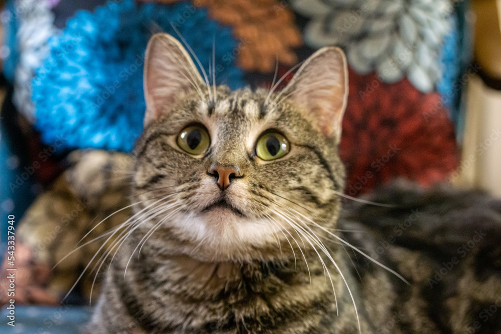 Portrait of gray striped cat close up with colorful pillow behind.