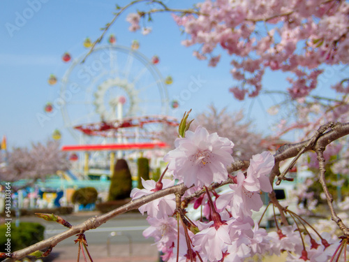 道の駅の桜 photo