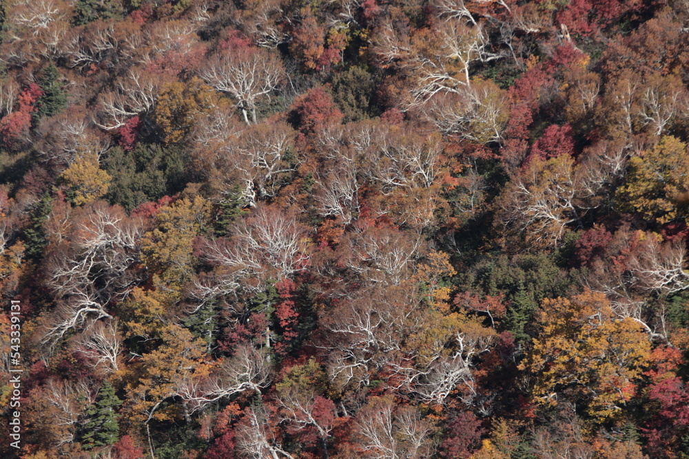 forest in autumn forest in autumn