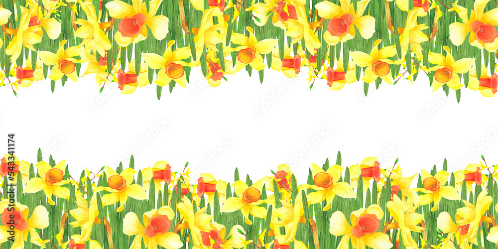 Seamless frame with spring flowers daffodils, Forsythia isolated on white. Watercolor Illustration for template, poster