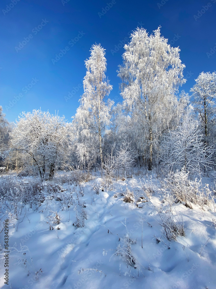 Trees and bushes are covered with snow, snowdrifts on a sunny frosty day. Winter forest landscape. Trees and bushes are covered with snow, snowdrifts on a sunny frosty day. Winter forest landscape.