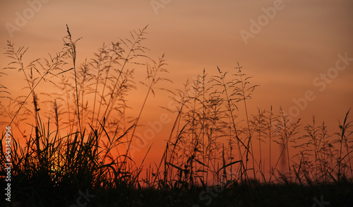 The grass with the orange sky of sunset