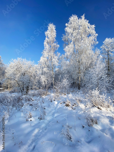 Trees and bushes are covered with snow, snowdrifts on a sunny frosty day. Winter forest landscape.  © Viktoriya