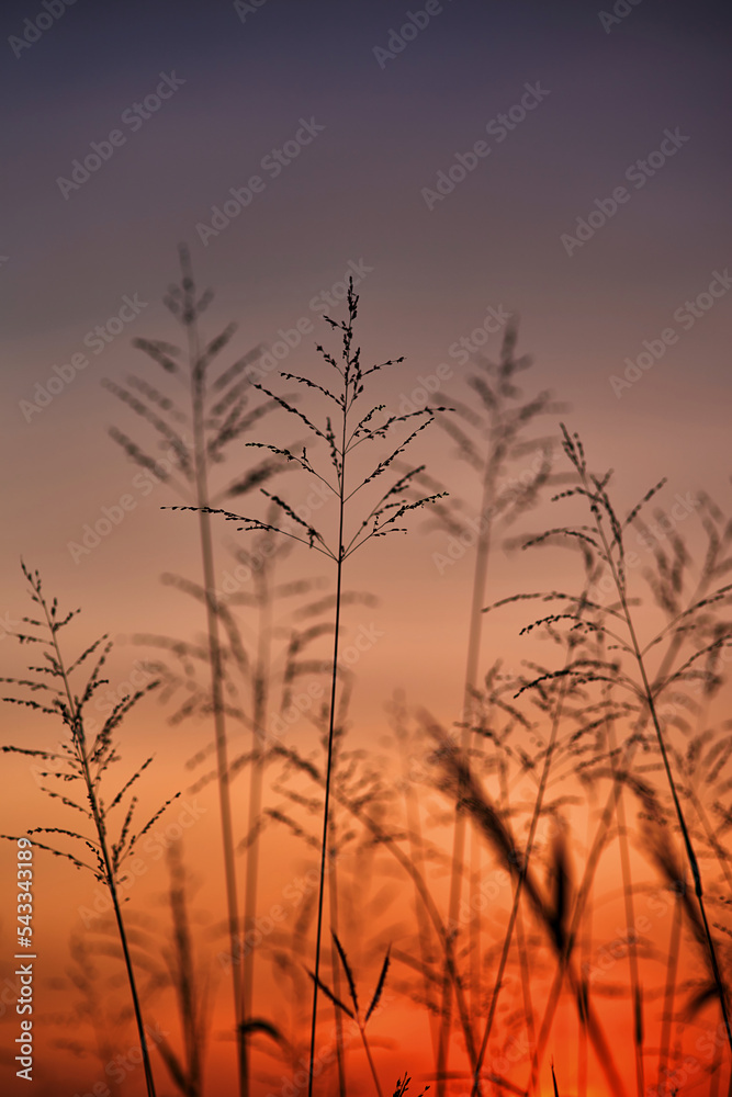 Obraz premium The grass with the orange sky of sunset