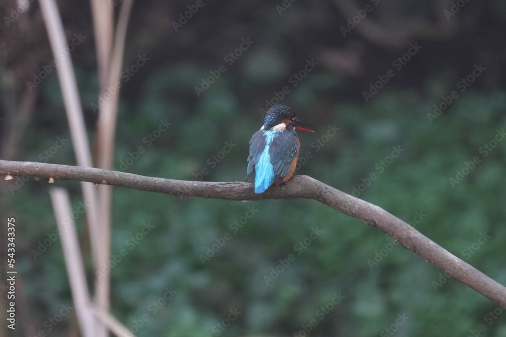 kingfisher on a perch