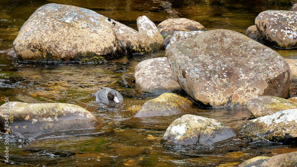 Blue duck or whio in Kahurangi National Park, Aotearoa / New Zealand. Blue duck or whio in Kahurangi National Park, Aotearoa / New Zealand.