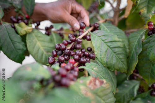 Naklejka An Hispanic man is checking some red coffee beans