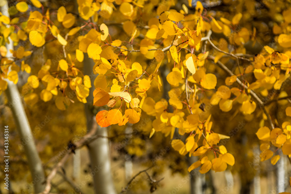 Yellow and orange leaves on an Aspen tree. Fall in the Uinta mountains.