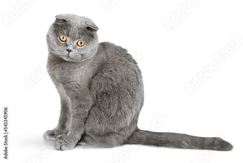 Foto Grey Scottish Fold