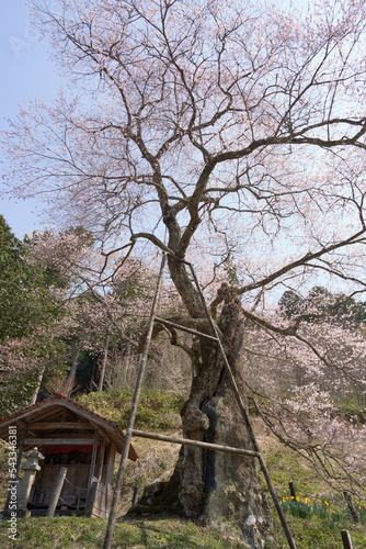 The 800-year-old Iwai-une cherry tree is in full bloom. © GS Planning