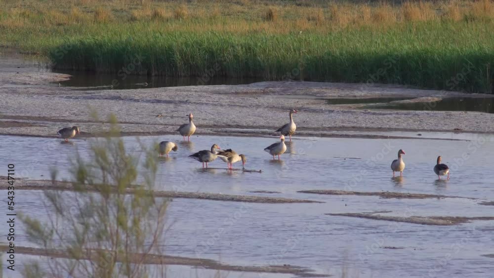Greylag Goose in the early morning pond Greylag Goose in the early morning pond