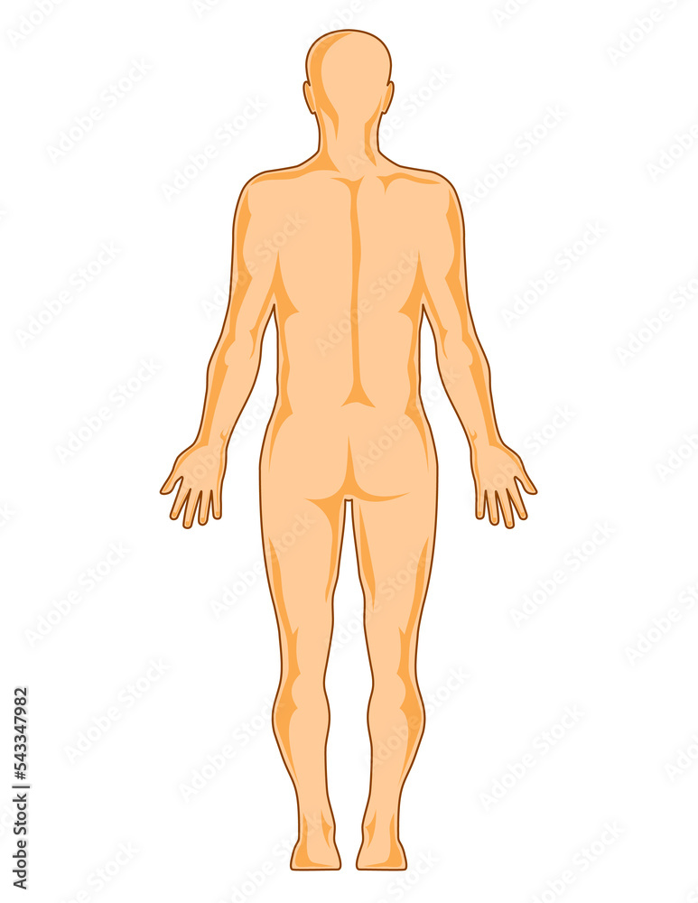 illustration on the human anatomy showing a male standing viewed from rear on isolated background illustration on the human anatomy showing a male standing viewed from rear on isolated background