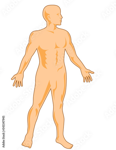 illustration on the human anatomy showing a male standing on isolated background