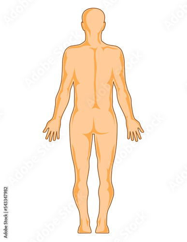 illustration on the human anatomy showing a male standing viewed from rear on isolated background © patrimonio designs