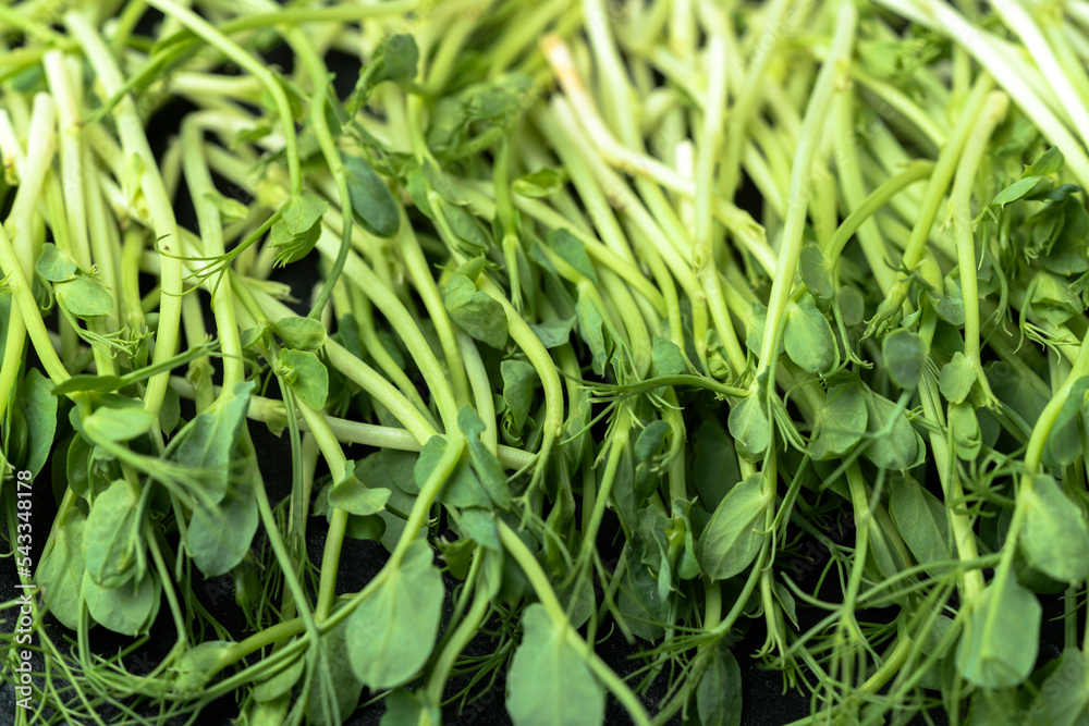 Fresh sprouts of microgreen peas, on a black, textured background. Healthy and wholesome food. Fresh sprouts of microgreen peas, on a black, textured background. Healthy and wholesome food.