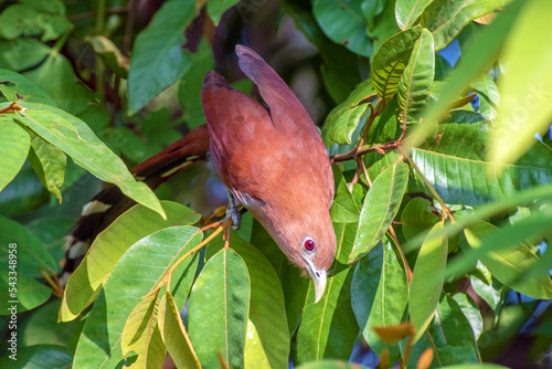 Squirrel Cuckoo (Piaya cayana) perching on a branch in Belize photo