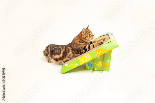 爪研ぎをするネコ