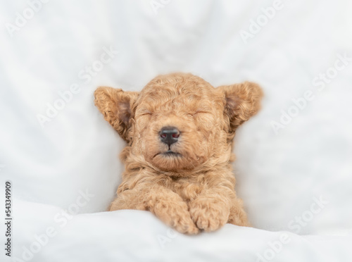 Newborn Toy Poodle puppy sleeps under white blanket on a bed at home. Top down view