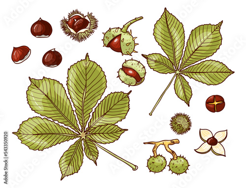 Set of chestnuts, leaves and peels. Design elements for fabric, poster, packaging, banner and wrapping paper. Vector illustration.