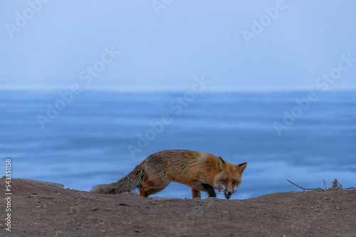 Close-up. red fox at dusk looking for a go against the background of the blue sea