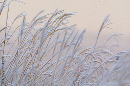 Close-up. Frosted dry grass in a field. Winter grass.