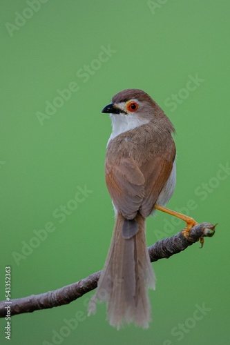 Vertical closeup shot of an Old World babbler perched on a branch on an isolated background photo